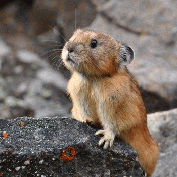 Sloth (USA-2) : Keebobaliiii